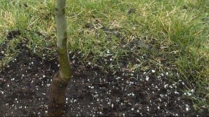 Вкусная и сочная груша талгарская красавица