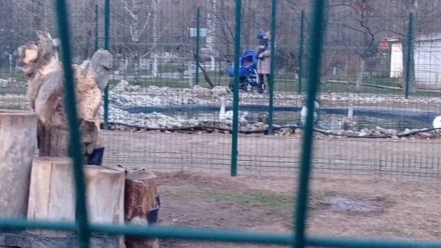 В парке Камышин есть вот такой мини зоопарк. смотреть онлайн