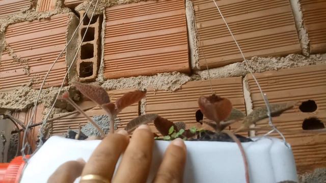 mudei minha bancada e outras plantas 😍 смотреть онлайн