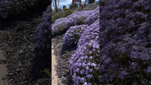 Little Gracie will show you what an EASY CARE plant Moss Phlox is! 😊  💜