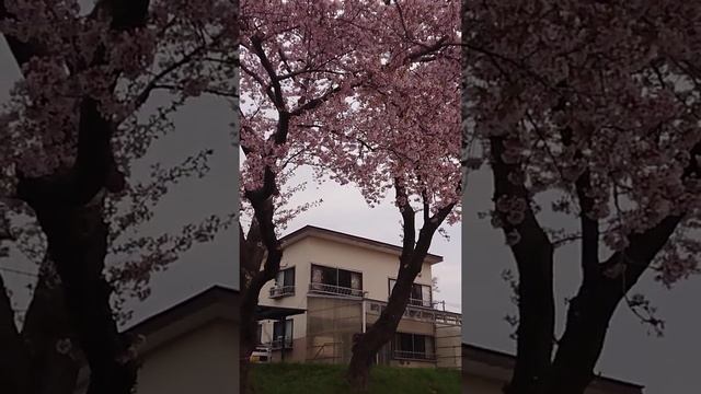 Odate City: Sakura Season