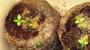 Как вырастить эустому? Посев и уход в первый месяц