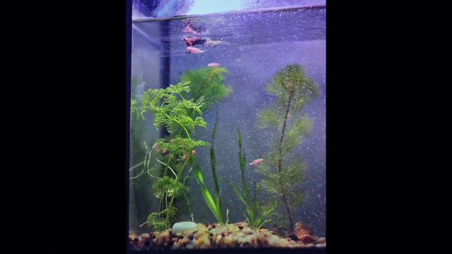 Фотограф Тамара Нижельская. Природа смотреть онлайн