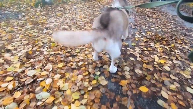 КАК НАДО ВЫГУЛИВАТЬ ХАСКИ | Стоит ли заводить хаски? смотреть онлайн