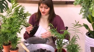 Хамедорея - уход за живым очистителем воздуха