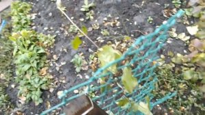 ЦВЕТЕНИЕ КЛЕМАТИСОВ В ОКТЯБРЕ ПОСЛЕ ЛЕТНЕЙ ПОСАДКИ.