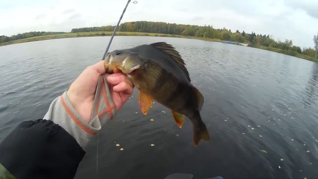 Окунь размером со щуку на микроджиг, осенняя рыбалка смотреть онлайн