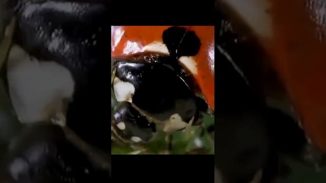 Звук природы. Шум волн на берегу лесного озера для расслабления