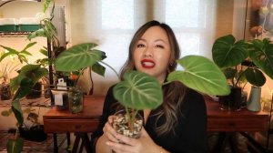 FAVORITE HEART SHAPED PLANTS | PHILODENDRONS & REVIEW ON ANA LUISA