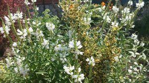 Многолетник Физостегия ,,Белая башня"