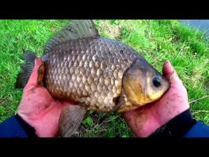 КРУПНЯК ЛУПИТ НА ДОНКИ!!! ВОТ ЭТО РЫБАЛКА!