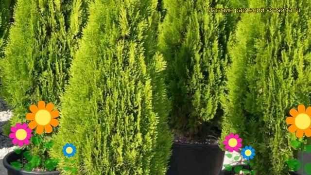 Туя восточная Пирамидалис Ауреа. Краткий обзор, описание thuja orientalis Pyramidalis Aurea смотреть онлайн