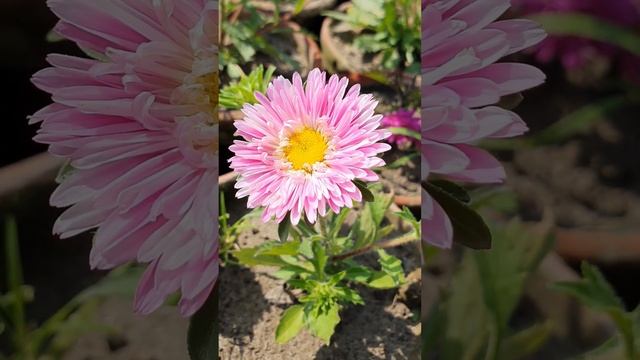 Beautiful pink Chinese Aster flowers ( Callistephus )