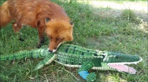 Как разговаривают лисы - Василиса, Альф и Фокси