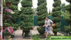 Топиарная и фигурна стрижки туй