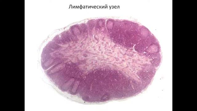 Слесарева Е.В. Органы кроветворения 27/09/21