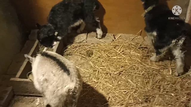 в Краснодарском крае зима ни как не уходит/девчёнки хулиганки переехали/переезд на бг смотреть онлайн