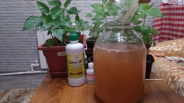Как приготовить подкормку для рассады.Дрожжевая подкормка