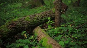 Пение птиц в лесу