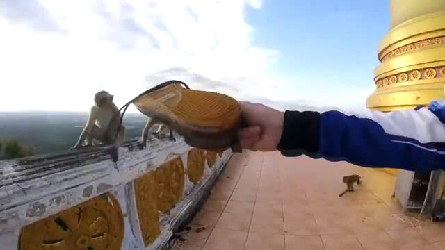 Обезьяны украли мои ботинки смотреть онлайн