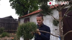 НИВАКИ из обычной СОСНЫ