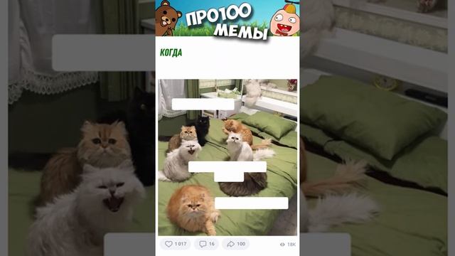 Мемы2022 #смешныекоты #мемы #приколы #юмор #мемыскотами #смешыекошки #shorts #мемчики #про100мемы