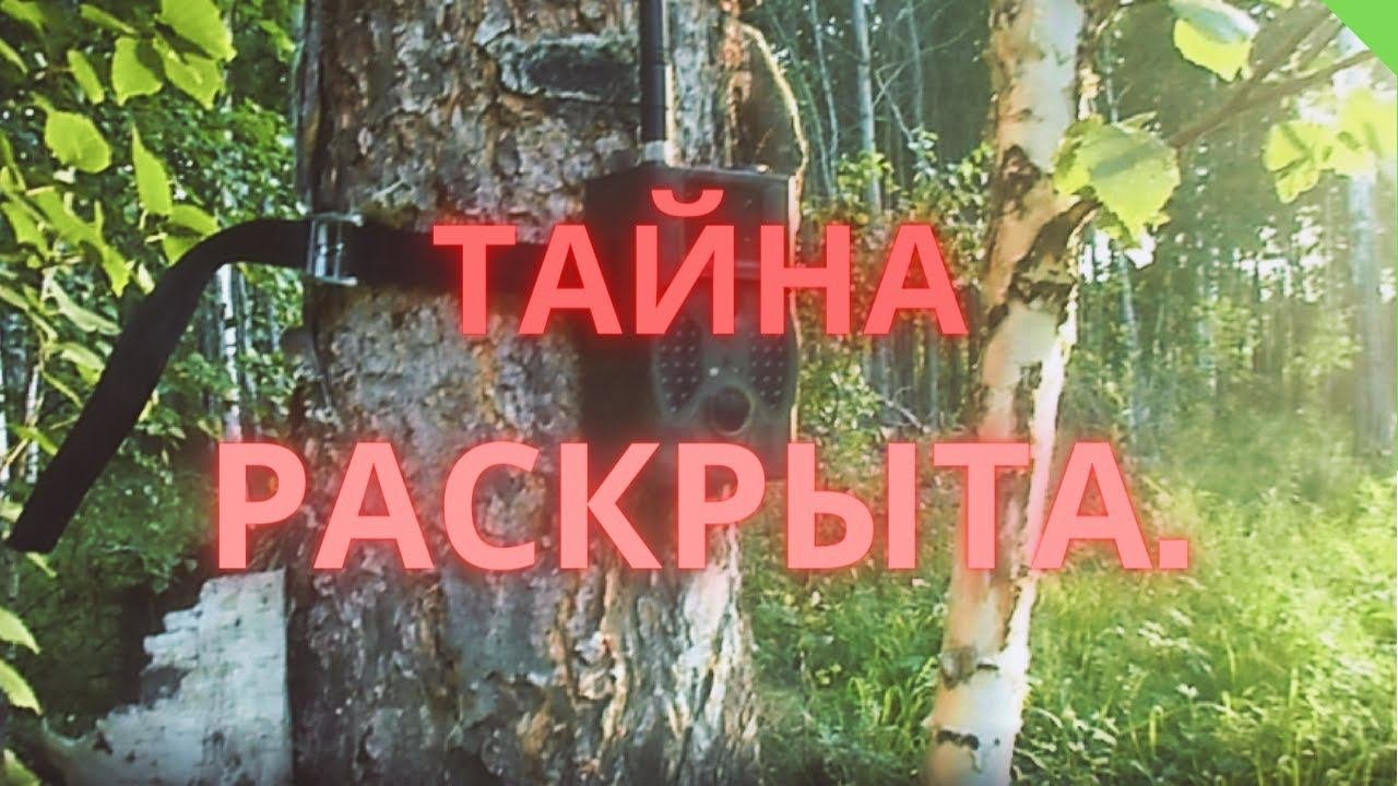 Тайна раскрыта. Охота на кабана.