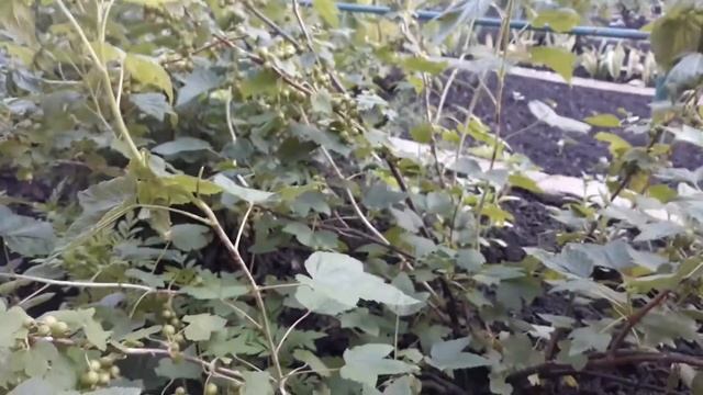 Смородина размером с черешню! Летом под кусты сыплю это! смотреть онлайн