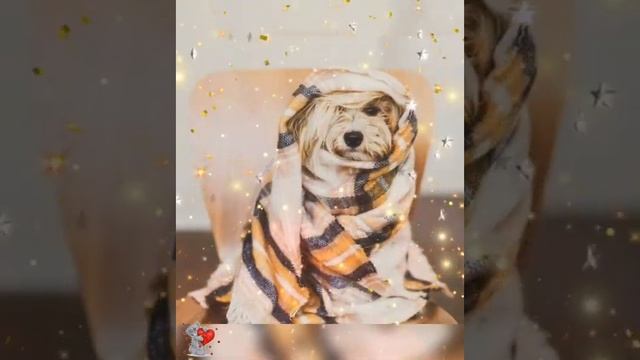 26 октября День кутания в пледы смотреть онлайн