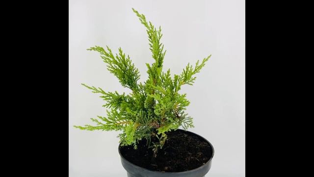 Можжевельник казацкий 'Tamariscifolia'. Почта-сад смотреть онлайн