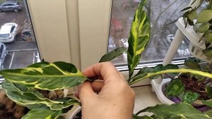Спатифиллум Индонезийский гибрид