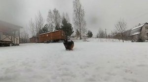 Почему собака скулит? Как отучить собаку скулить.