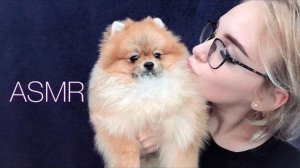 АСМР  ШПИЦ / ASMR Dog Eating 🐾