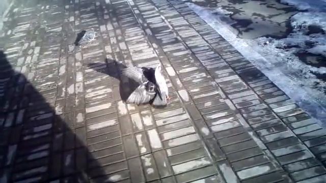 БИТВА "летающих крыс" смотреть онлайн