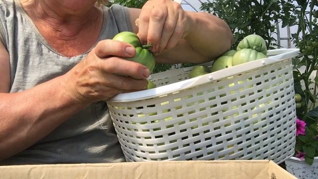 Синьор Помидор ?, ускорение покраснения томатов, маленький секрет от меня смотреть онлайн