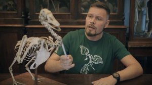 Птицы - это динозавры? Рассказывает Павел Скучас