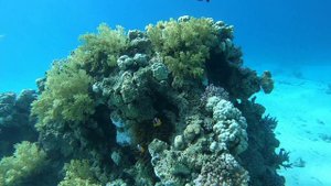 В поисках Акулы Красное море Египет Шарм-эль-Шейх риф возле отеля