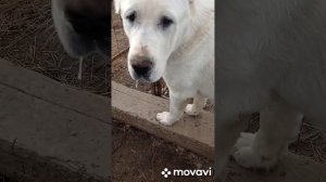 белый алабай как защитить от клещей и блох среднеазиатская овчарка
