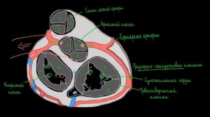Новый взгляд на сердце