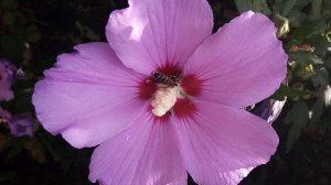 Гибискус – его большие цветы поражают воображение