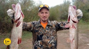 Щука в середине сентября, ох уж и трудовая рыбалка.