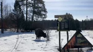 Весна! Зубры "Калужских засек" потянулись к людям!