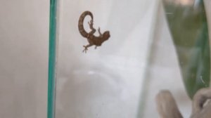 Геккон лугубрис (малыши в террариуме) Tiny mourning gecko - Lepidodactylus lugubris