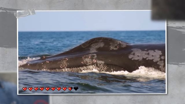 Никогда Не Поите Акулу Обычной Водой смотреть онлайн