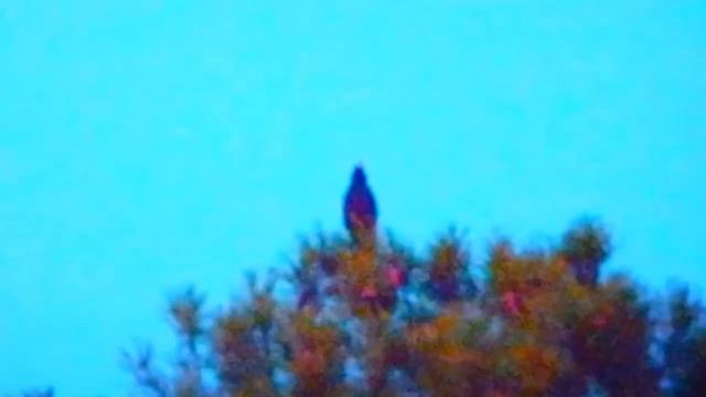 2023/4/10: Чёрный дрозд поёт вечером в сумерках с макушки сосны у дороги на Красные озёра в Заречно смотреть онлайн