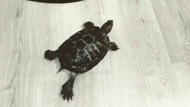 Красноухая Черепаха