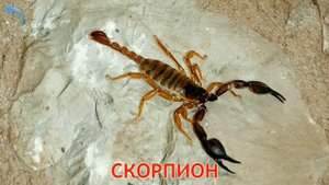 Карточки Домана. Учим носекомых для малышей. Выпуск №7. Doman Cards Insects