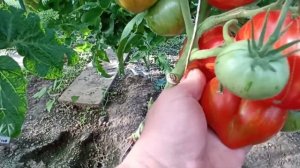 Гном "Крапчатое сердце" обзор в теплице