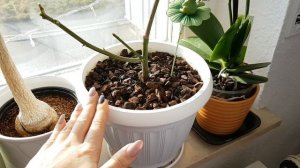 59. Купила ЦИМБИДИУМ! Обзор ВСЕХ моих орхидей и других цветов под Новый год, декабрь 2019