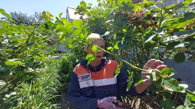 Розы. Шрабы - обрезка и  омоложение куста .
